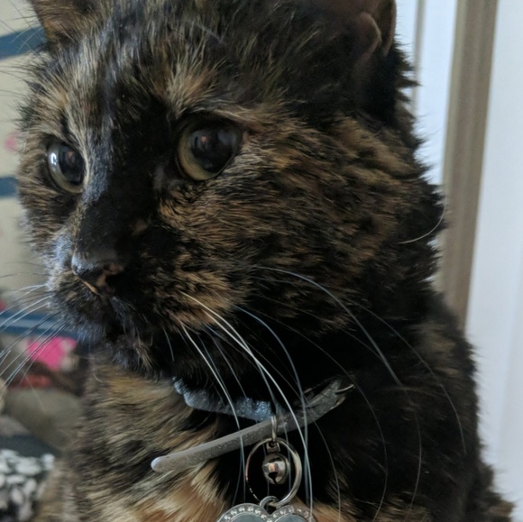 Meet your Posher, Rachael - Picture 4 of 6